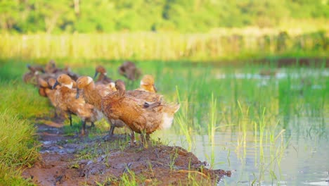 Una-Bandada-De-Patos-Está-Tomando-El-Sol-En-Los-Campos-De-Arroz