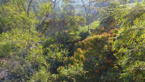 Absteigender-Luftblick-über-Herbstliche-Farben-Und-Den-Fließenden-Rio-Negro-Im-Kolumbianischen-Regenwald