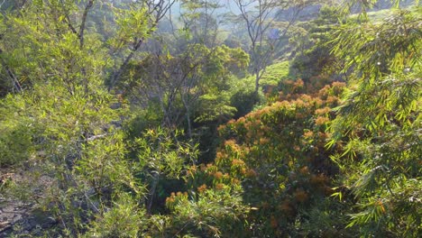 vista aérea descendente sobre los colores del otoño y el río río negro que fluye en la selva tropical colombiana