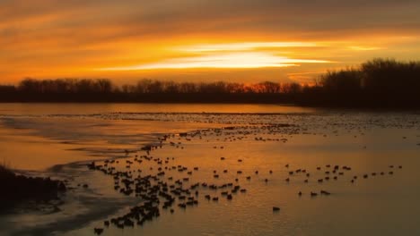 Vögel-Schwimmen-Auf-Einem-See-Bei-Sonnenuntergang-Lake