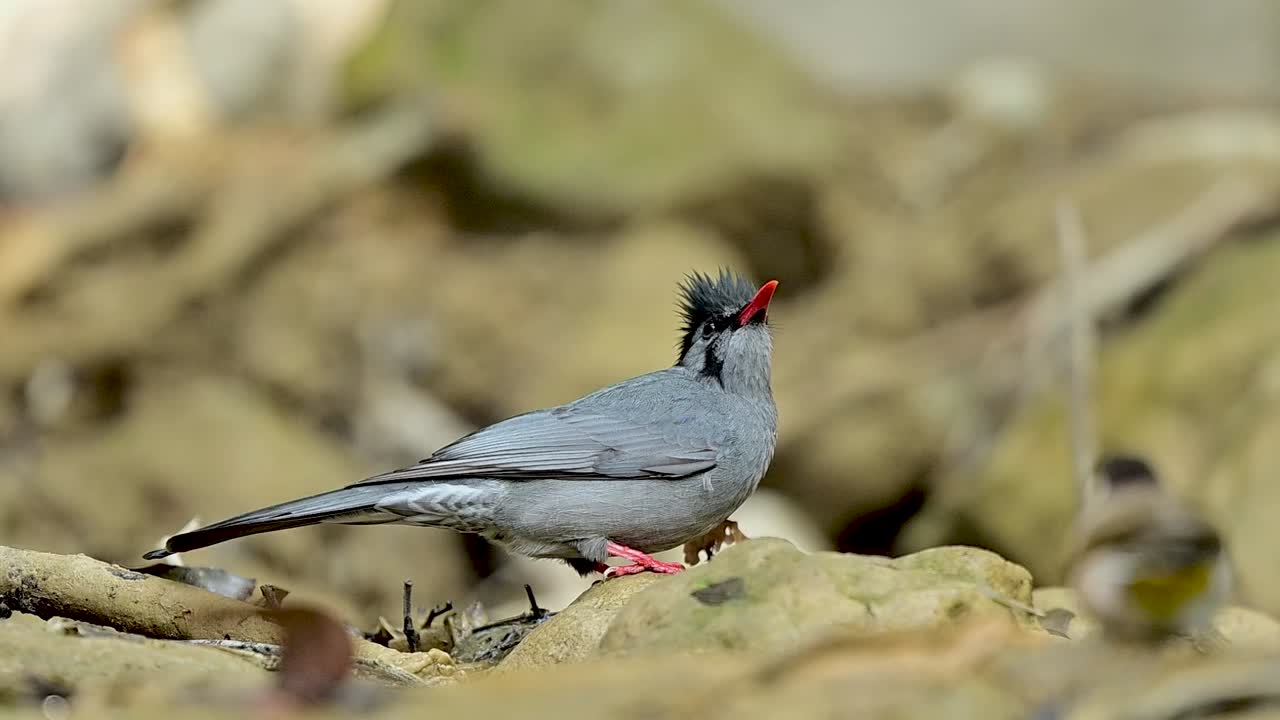 Osservazione del luccichio iridescente sulle piume nere di un bulbul mentre interagisce con la luce del mattino presso un ruscello