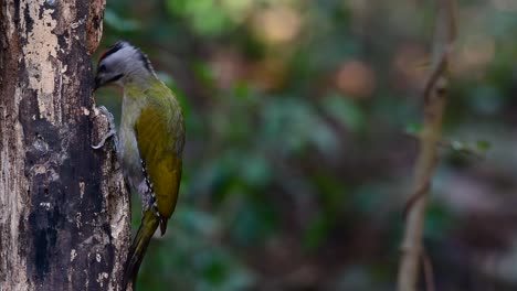 el pájaro carpintero de cabeza gris también se llama pájaro carpintero de cara gris se encuentra en muchos parques nacionales en tailandia y es muy particular en la elección de su hábitat para que prospere