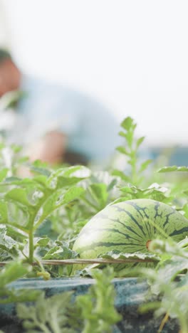farmer growing watermelon in greenhouse