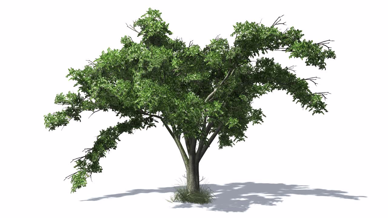 3D animated American Elm tree with wind effect and shadows on white background