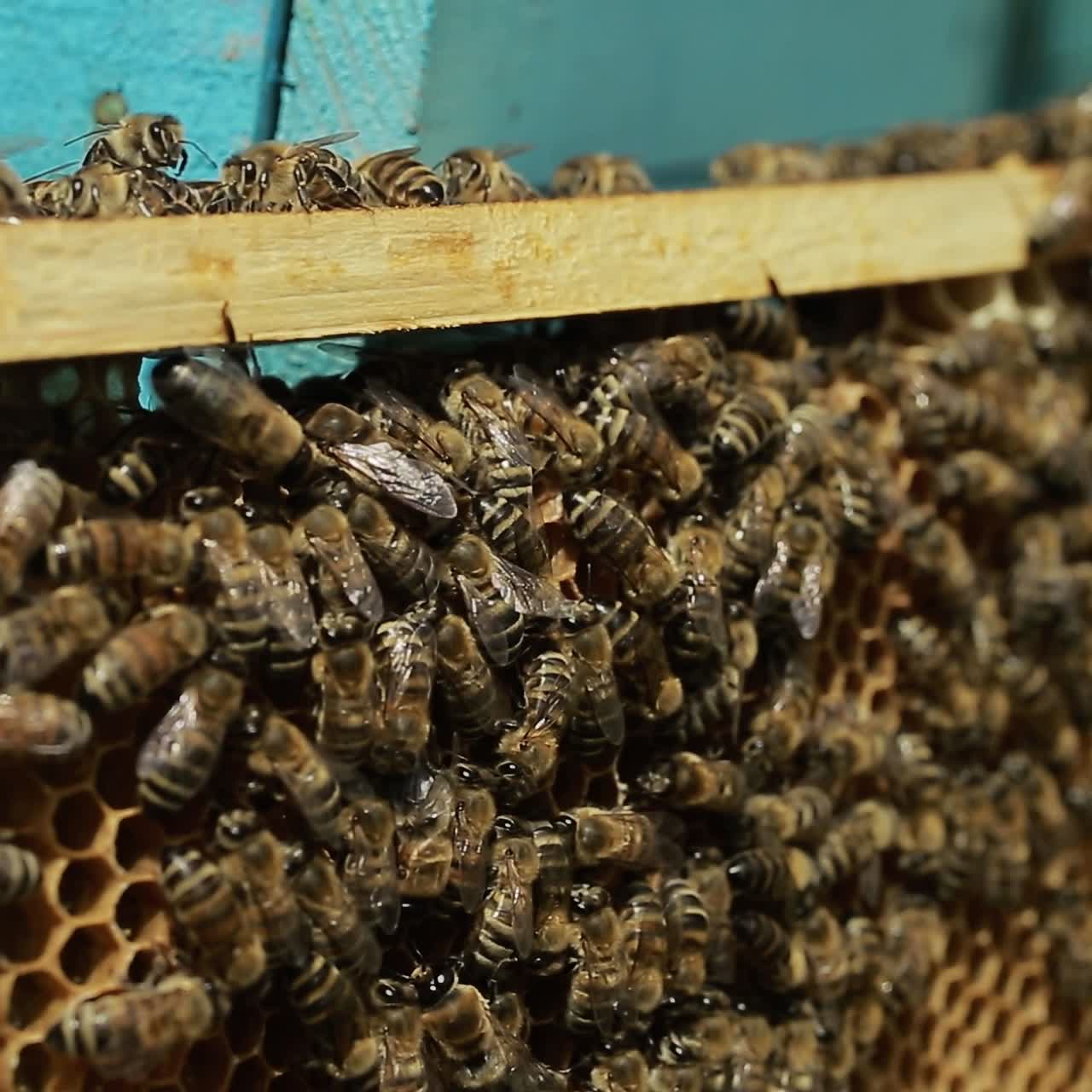 Close Up Of Hardworking Bees On Hive. Close up view of the working bees on honeycomb in summer day