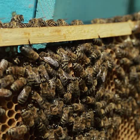 close up of hardworking bees on hive. close up view of the working bees on honeycomb in summer day