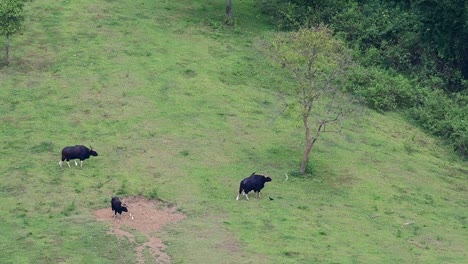 gaur, bos gaurus, parque nacional kui buri, tailandia