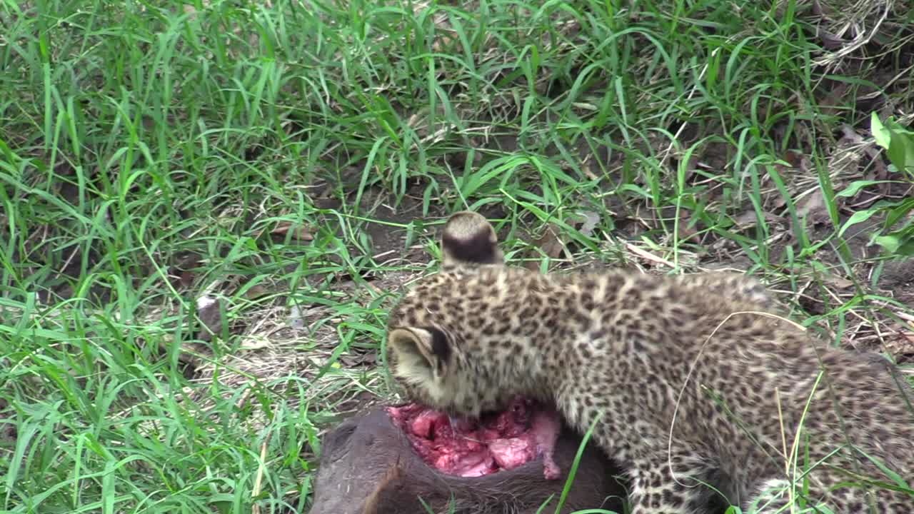 Kenya, Masai Mara'da Bebek Yaban Domuzu Yiyen Üç Aylık Leopar Yavrusunun Yakın Çekimi