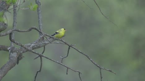 closeup shot of an american gold finch, bird flying from a tree branch perch