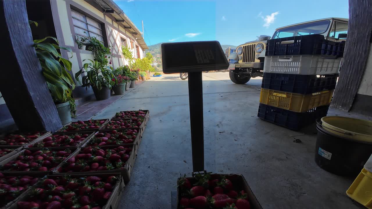 Imagem técnica de um trabalhador agrícola medindo o peso da produção de morangos no centro logístico de uma fazenda de montanha.