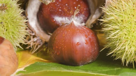 spanish chestnut in display, hedgehog shells and fruit - fall season food