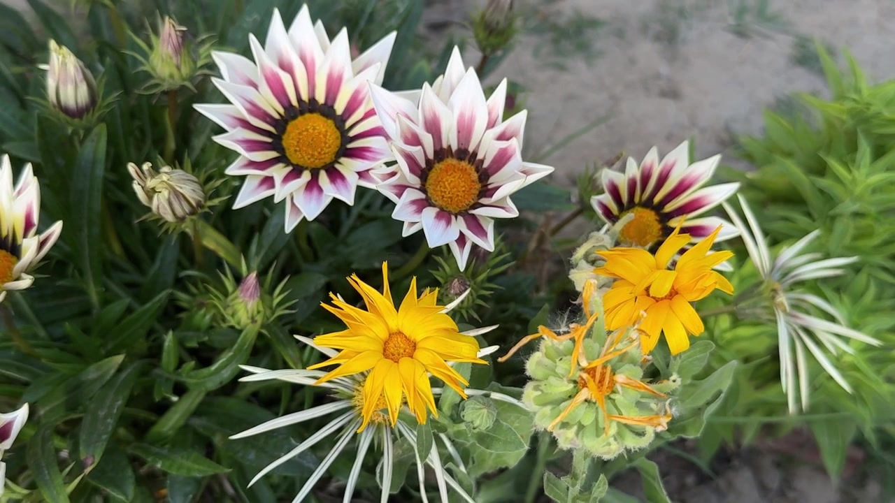 Blomster, Sommer, Fargerike blomster, Grønn verden, Natur, Reise, Landsbyer, Seven Doors Kalaroos Kupwara, Fjell, Vinter i Kashmir-eventyr.