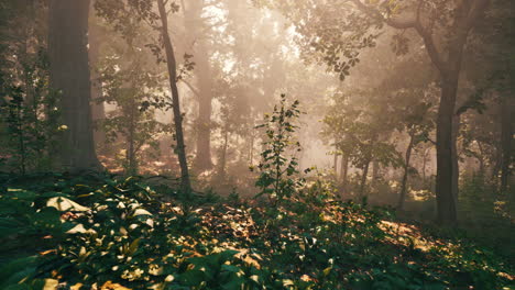 misty forest sunlight