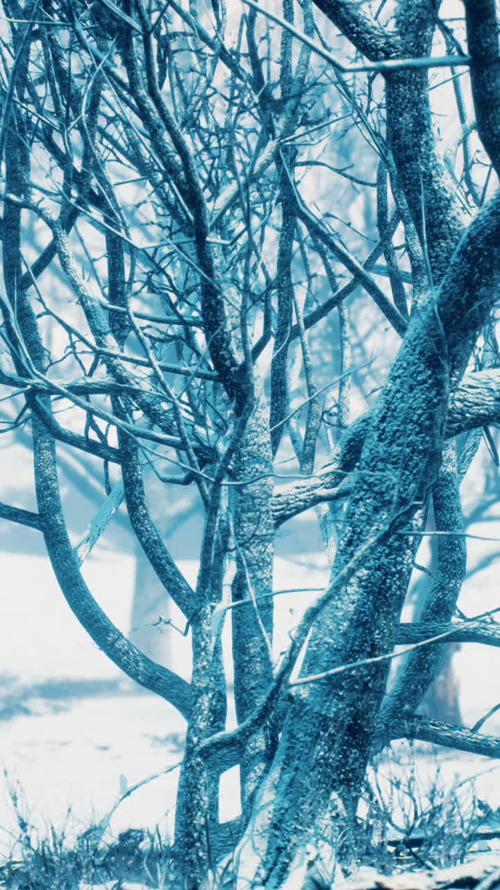 alberi nudi in inverno
