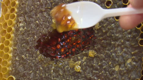 honey extraction from honeycomb
