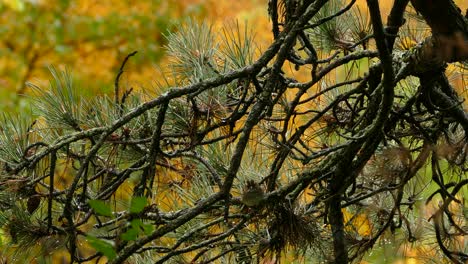 beautiful autumn landscape with cute little wrens passerine birds perched on pine tree, hopping from one tree branch to another against rich autumnal colors background