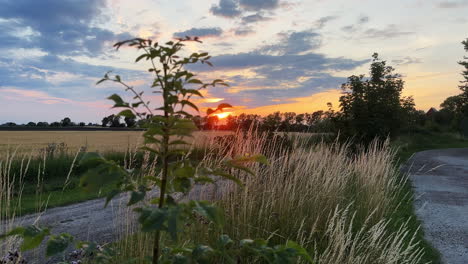 a beautiful shot of a meadow sunset in southern sweden