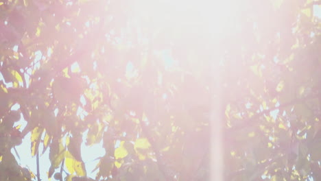 sunlight filtering through tree branches