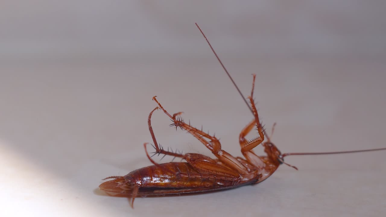 cucaracha tumbada boca abajo en el suelo de la casa y tratando de levantarse y pararse de cerca, cucaracha de la casa tumbada boca abajo en la alfombra del suelo
