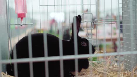 conejo negro descansando en una jaula con heno durante un espectáculo agrícola en cornualles, inglaterra, reino unido