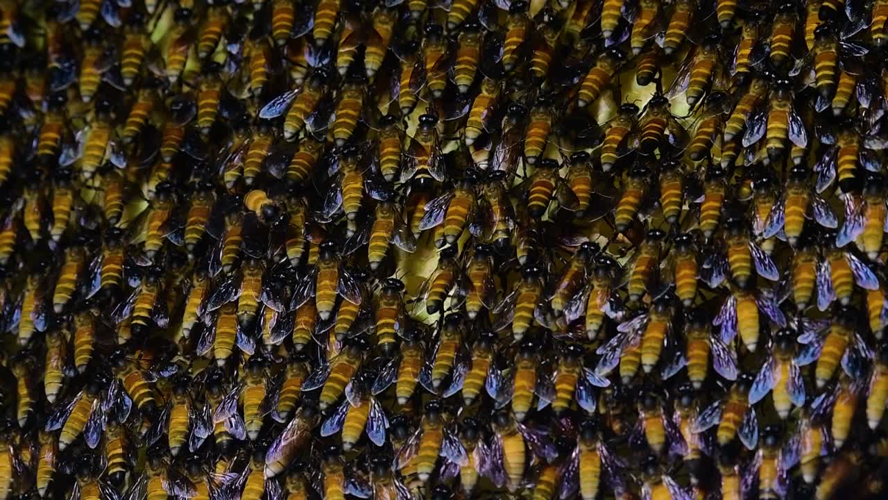 se sabe que las abejas melíferas gigantes construyen grandes colonias de nidos con bolsillos simétricos hechos de cera para almacenar miel como fuente de alimento.
