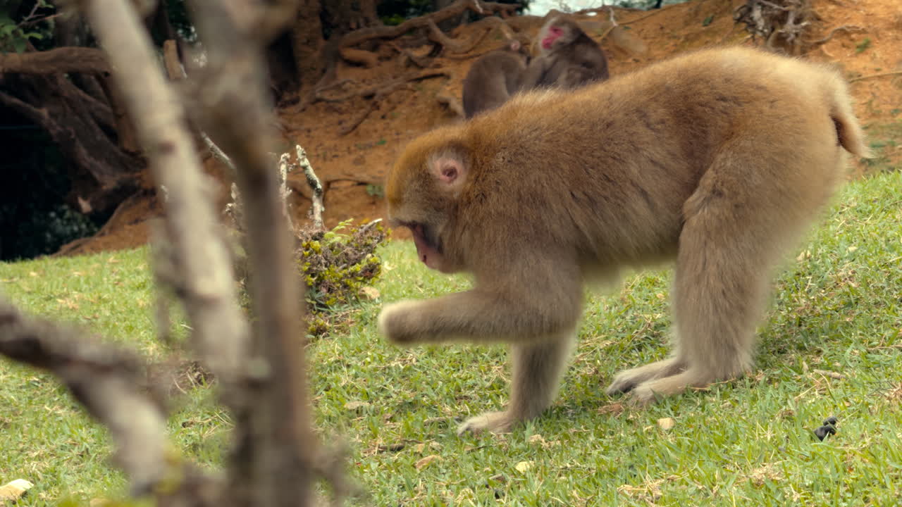 A Japanese macaque stands on a grassy slope, looking alert, while other monkeys lounge in the background