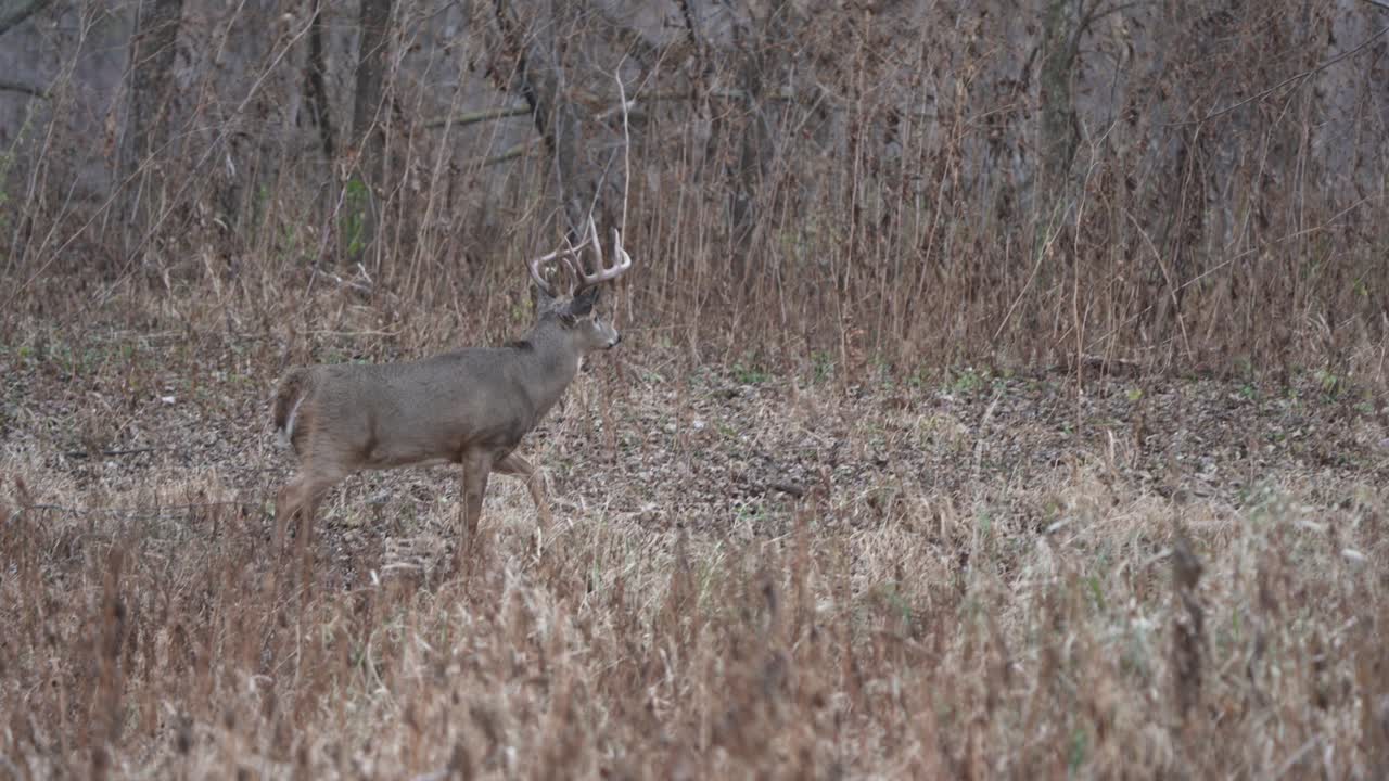 은 가을 날, 인상적인 을 가진 큰 리 오리 (whitetail buck) 가 사을 찾기 위해 숲을 빠르게 고 있습니다.