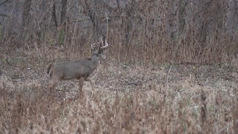 on a crisp autumn day, a large whitetail buck with impressive antlers walks quickly through the forest in search of a doe