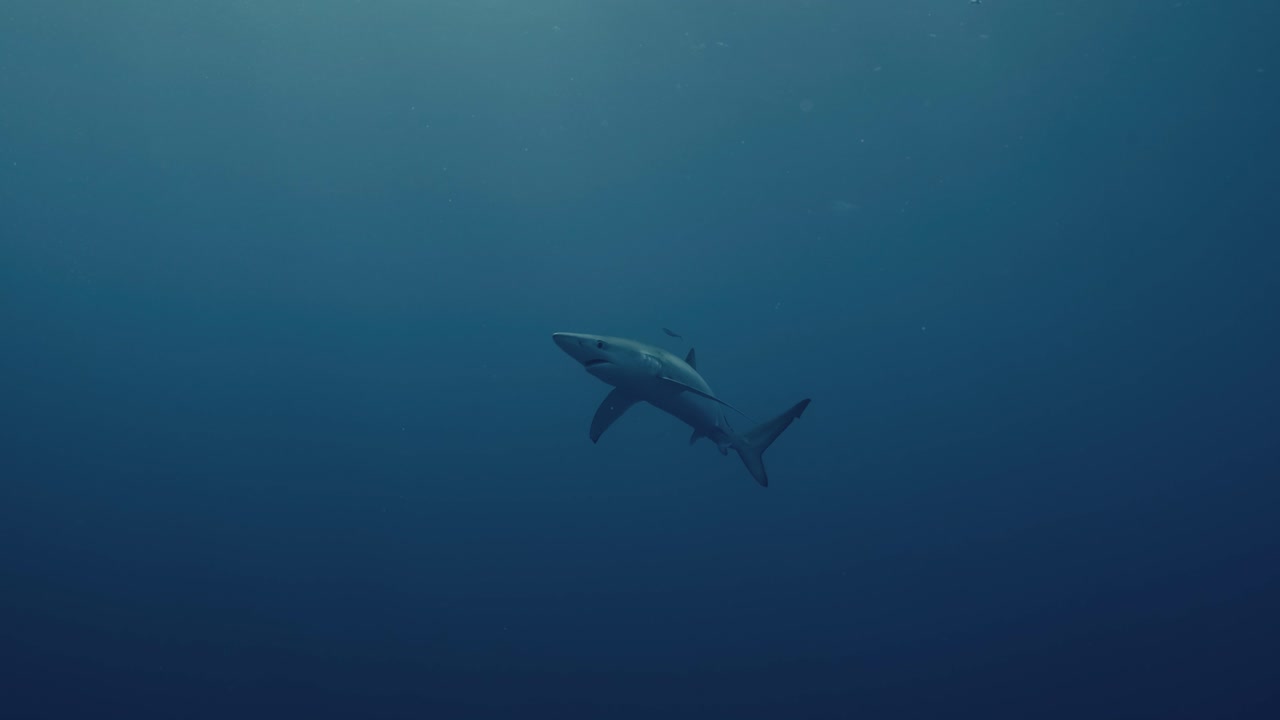Ampia inquadratura di un grande squalo blu nel profondo oceano blu vicino alle Isole Azzorre.