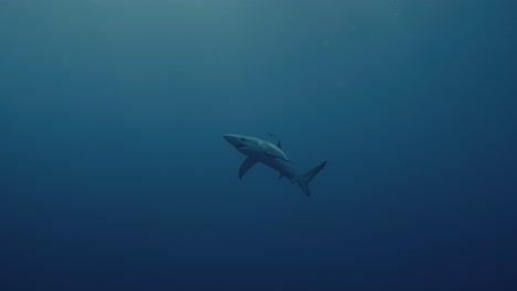 wide shot of a large blue shark in the deep blue ocean near the azores islands