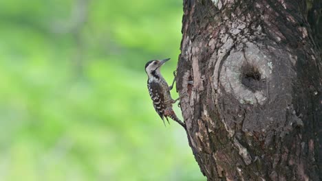 Going-down-from-the-top-to-deliver-food-to-its-nestling-straight-to-its-mouth-and-then-flies-away,-Speckle-breasted-Woodpecker-Dendropicos-poecilolaemus,-Thailand