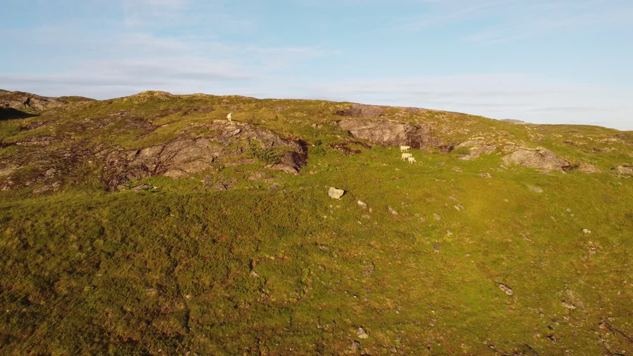 Får som står på en bergssluttning vid Vikafjellet under sommarsolnedgången före fårvallningssäsongen – Gyllene ljus före solnedgången – Flygbild som långsamt rör sig mot fåren med blå himmel i bakgrunden