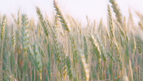 crops softly moving in the wind in slow motion