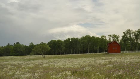 lone tree and cabin stand among wildflowers in fallow field, orbit aerial