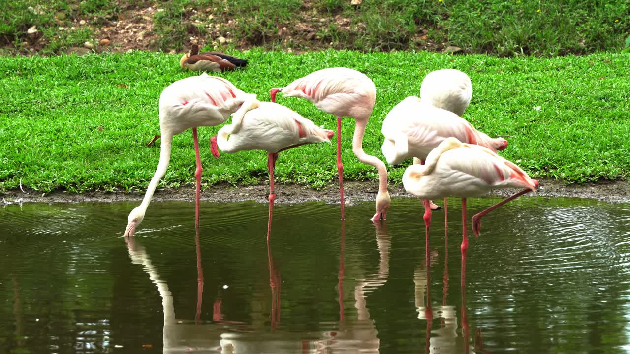 A group of greater flamingos spotted searching for food in shallow water, with distinctive curved bills, scoop and filter the preys beneath the water's surface