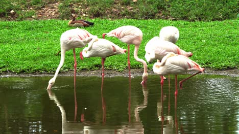 A group of greater flamingos spotted searching for food in shallow water, with distinctive curved bills, scoop and filter the preys beneath the water&#039;s surface