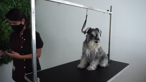 Hispanic-dog-groomer-preparing-to-groom-Miniature-Schnauzer-on-table