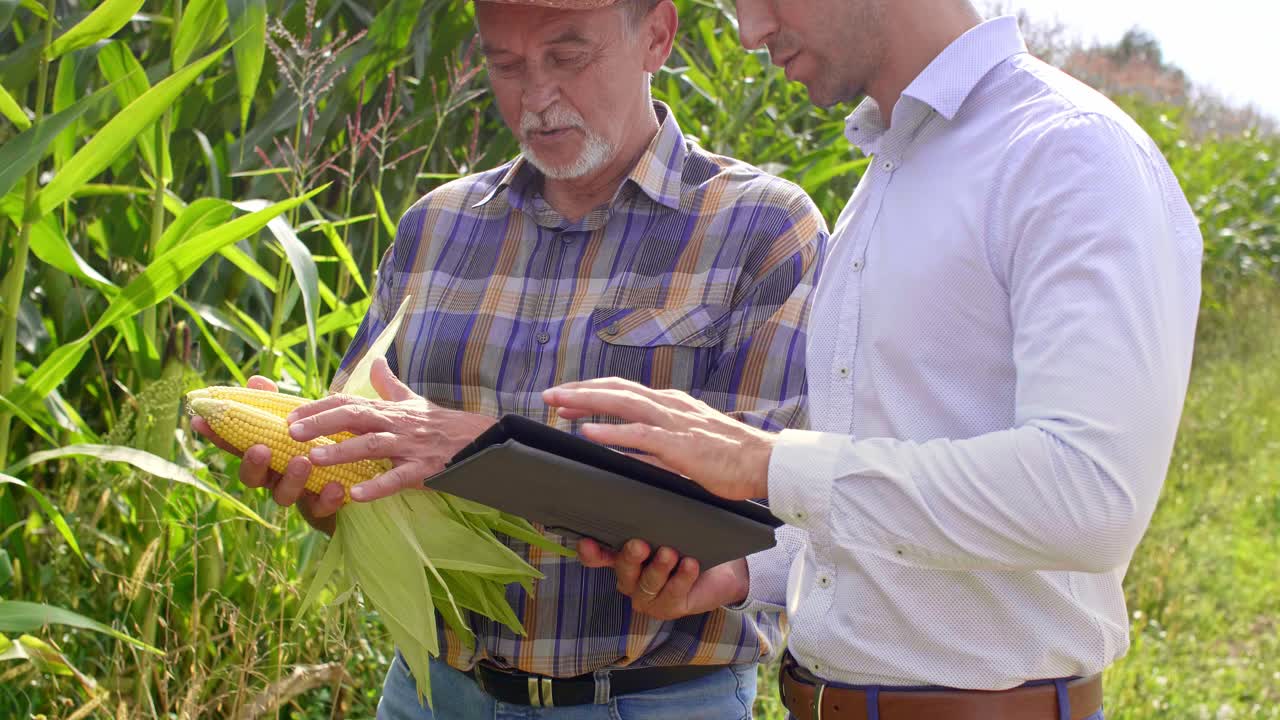 agricultores experimentados examinando las plantas de cultivo