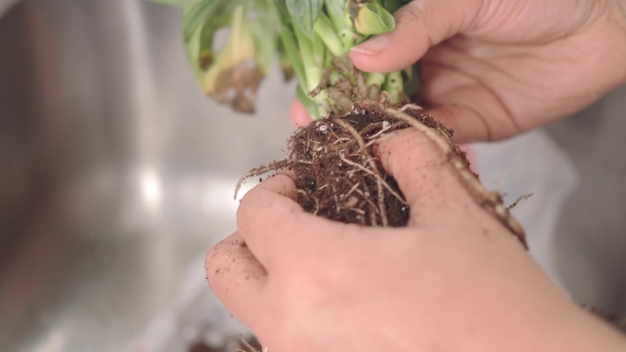 Close-up of Hands Gently Separating Soil from Plant Roots