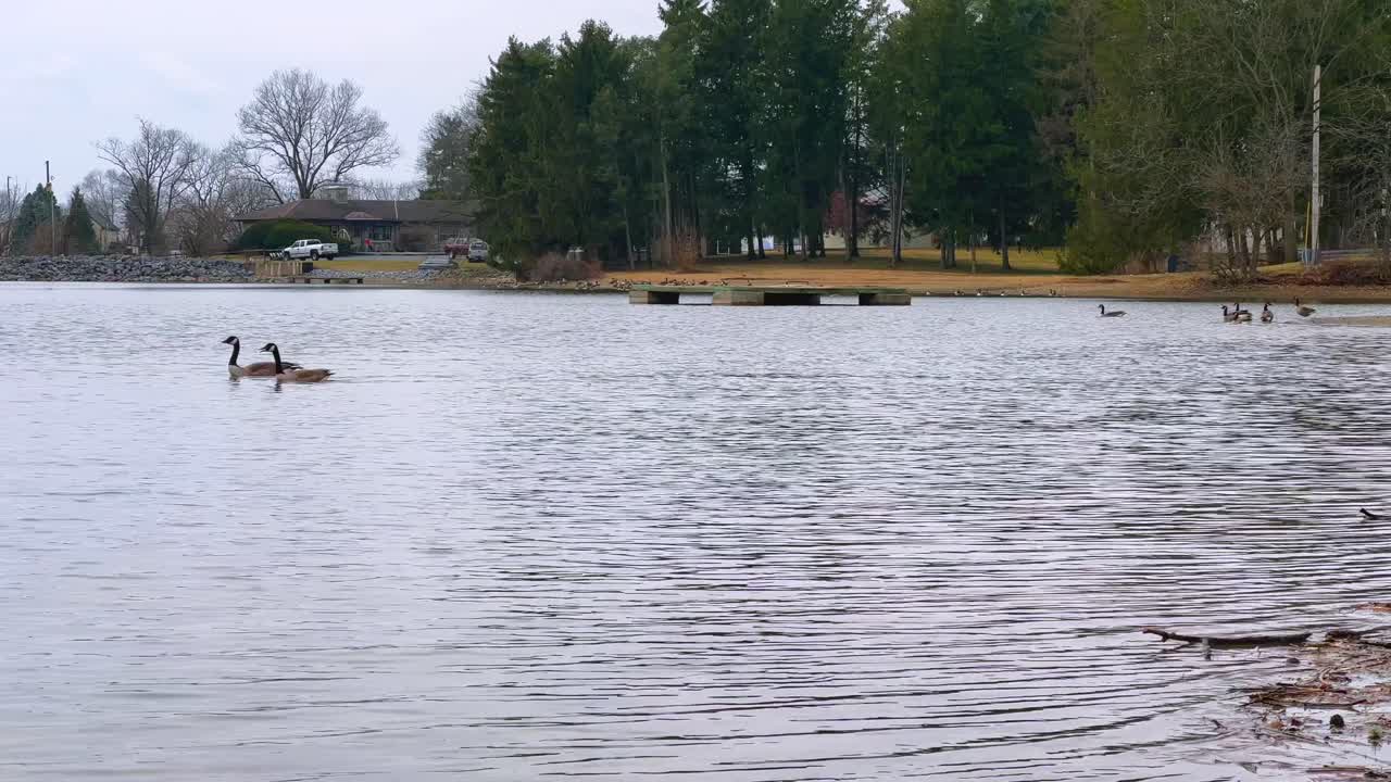 흐린 날에 호수에서 함께 수영하는 두 마리의 거위