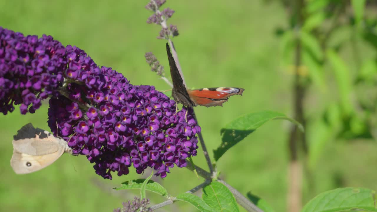 dos mariposas caminan por la flor violeta durante la brisa del verano