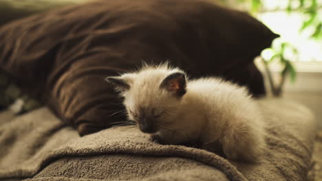 sleepy siamese kitten sleeping on a couch, medium shot