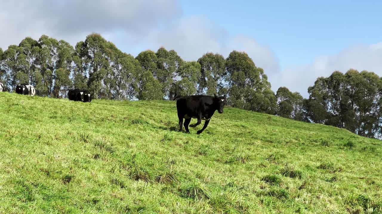 A black calf running down a green hill, tracking shot