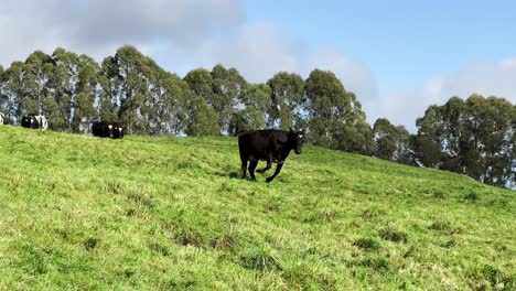 a black calf running down a green hill, tracking shot
