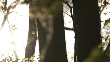 wide angle view of swarm of gnats flickering against light in wooded forest