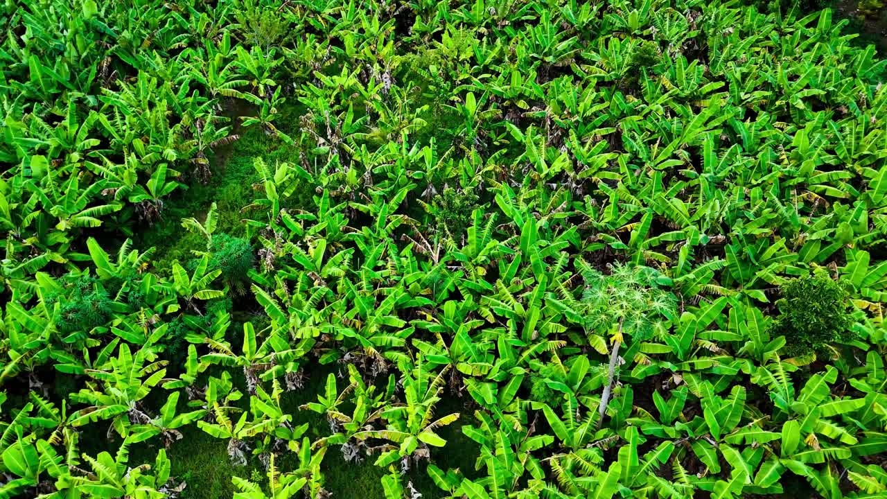 Vibrant green foliage fills the frame in lush tropical garden, overhead static view, natural backdrop, aerial overview