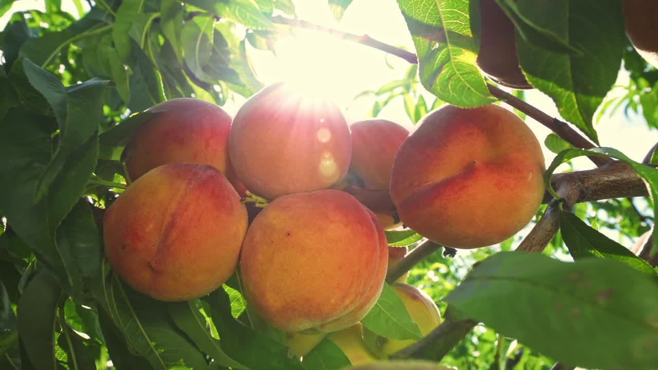 Big juicy peaches on the tree. Fabulous orchard. Fruits ripen in the sun