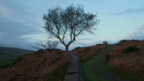 en un campo irlandés montañoso con una pared de árboles de piedra