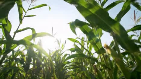 lush cornfields under bright blue skies: a captivating view through tall green stalks bathed in sunlight