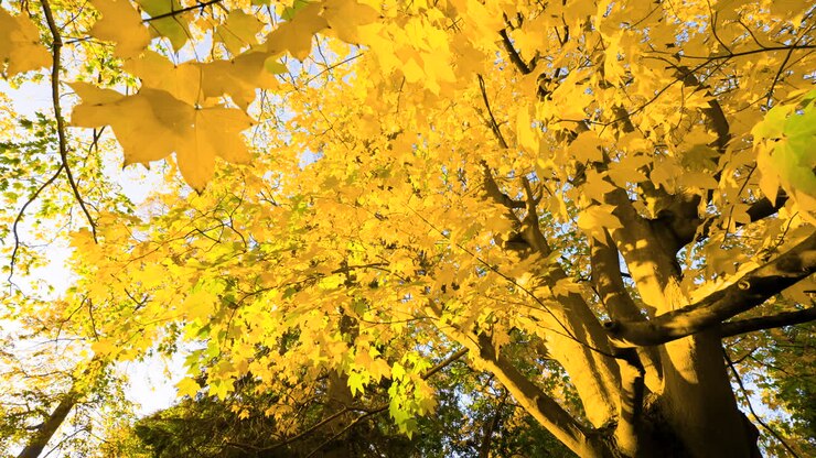 árvore de bordo de outono